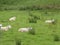 Sheeps resting in green grass on farm in ireland