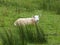 Sheeps resting in green grass on farm in ireland