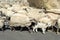 Sheeps on road