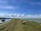 Sheeps on a sea dyke around Molkwerum in Friesland