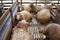 Sheeps from selected breeds livestock are placed in the cages.