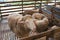 Sheeps from selected breeds livestock are placed in the cages.