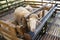 Sheeps from selected breeds livestock are placed in the cages.