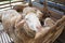 Sheeps from selected breeds livestock are placed in the cages.