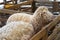 Sheeps from selected breeds livestock are placed in the cages.