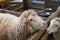 Sheeps from selected breeds livestock are placed in the cages.