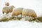 Sheeps in the snow