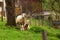 Sheeps in spring time