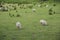 Sheeps standing and eating in the meadow