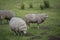 Sheeps standing in the meadow at our farm