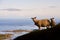 Sheeps in sunset light with islets in background, Lofoten islands, Norway