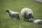 Sheeps on a on Texel island in The Netherlands