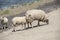 Sheeps on a on Texel island in The Netherlands