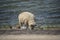 Sheeps on a on Texel island in The Netherlands