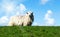 Sheeps on the top of the green dike in Friesland, Germany