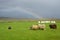 Sheeps under strong wind and rainbow in highlands