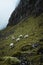 Sheeps in the vastness of Scotland