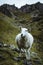 Sheeps in the vastness of Scotland