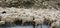 Sheeps walking on mountain road in Kargil, India