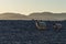 Sheeps walking in the sunset at Rossbeigh beach, Ireland