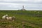 Sheeps on Westerheversand North Sea