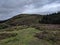 Sheeps in Wicklow county mountains (Ireland)