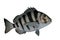 Sheepshead fish