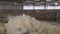 Sheepskin fur farm. Shearing sheep.