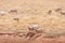 Sheered Australian merino sheep on a paddock