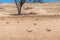 Sheered sheep herd in a paddock with dry yellow grass