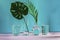 A sheet of monstera and palm trees stand in glass vases with water on a blue and lilac background, next to them are glass glasses