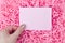 Sheet of paper for inscription on pink background