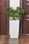 Sheffler plant beautiful at home in a tall white pot