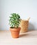 Shefflera house plant in terracotta pot and wicker basket