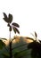 Shefflera plant set against a sunset