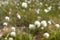 Sheichzer Cotton Grass