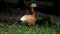 Shelduck drake in nature. Orange duck looking around. Tadorna ferruginea.