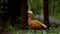 Shelduck drake in park. Orange male shel-duck looking around.
