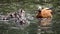 Shelduck drake teaching little ducklings searching food while swimming on a lake