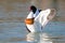 Shelduck duck flapping its wings