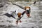 Shelduck ducks fighting