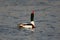 Shelduck male demonstrates matrimonial behavior