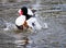 Shelduck splashing in water