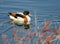 Shelduck swimming on a river