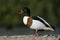 Shelduck, Tadorna tadorna