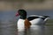 Shelduck, Tadorna tadorna