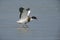 Shelduck, Tadorna tadorna