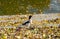 Shelduck Tadorna Tadorna walks along the river bank