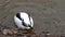 Shelduck - water bird of the family Anatidae