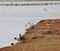 Shelducks at RSPB Minsmere